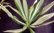 Furcreae gigantea variegata